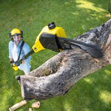 Best Tree and Shrub Care  in Mcsherrystown, PA